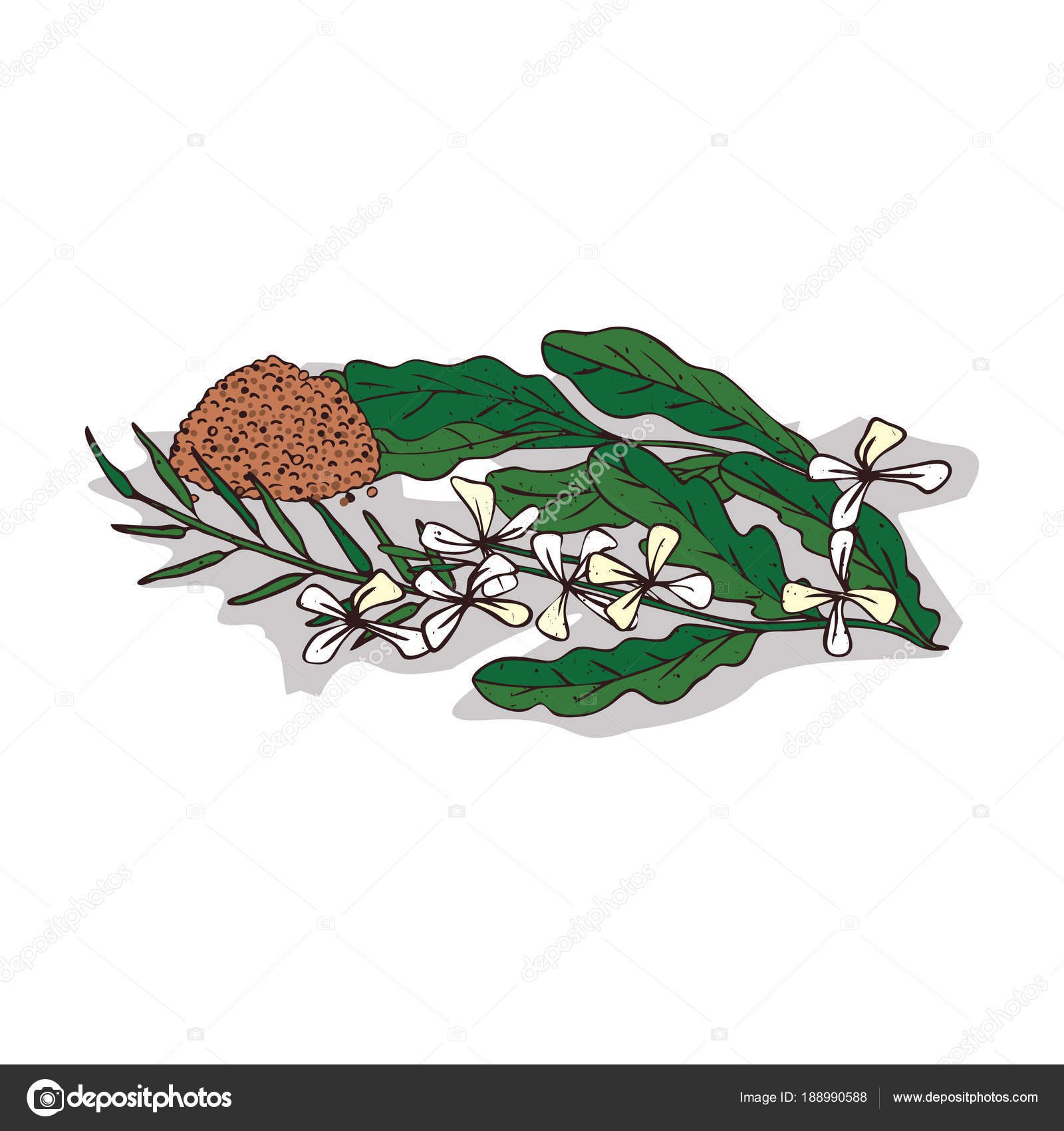 Isolated Clipart Taramira Vector Image By C Ariadnas Vector Stock Isolated Clipart Taramira Vector Image By C Ariadnas Vector Stock