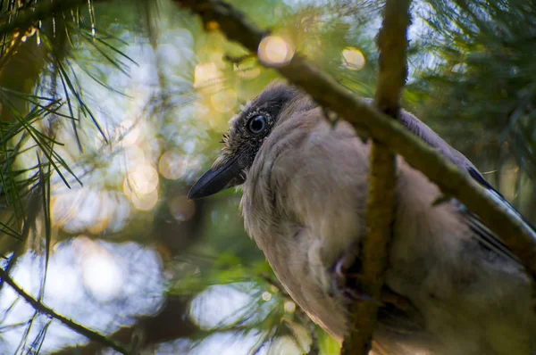 Bir çam ağacının dalını oturan Jay kuş