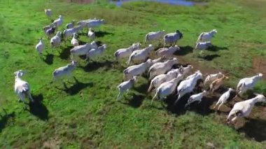 Yaz yeşil alan Brezilya, inek sürüsü havadan görünümü