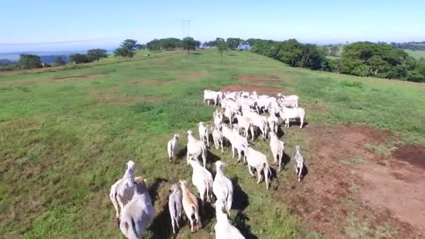 Letecký pohled na stáda krav na letní zelené pole v Brazílii — Stock video