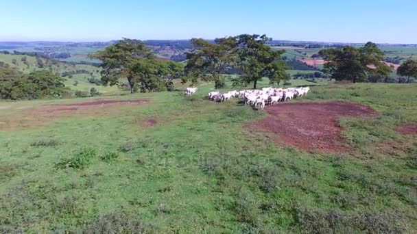 Vista aérea del rebaño de vacas en el campo verde de verano en Brasil — Vídeos de Stock