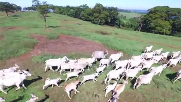 A légi felvétel a nyári zöld területen Brazíliában marhacsorda — Stock videók