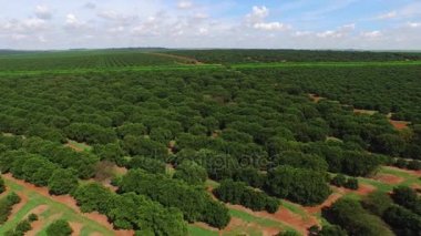 Güneşli günde - Brezilya Hava görünümünü turuncu saç ekimi