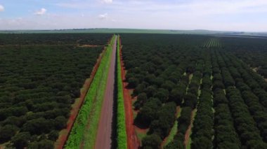 Güneşli günde - Brezilya Hava görünümünü turuncu saç ekimi