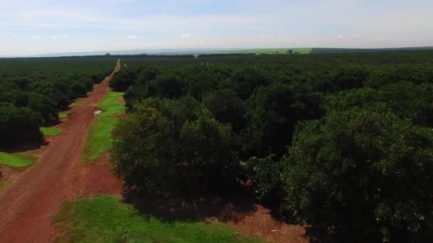 Plantación naranja en día soleado - Vista aérea en Brasil — Vídeos de Stock