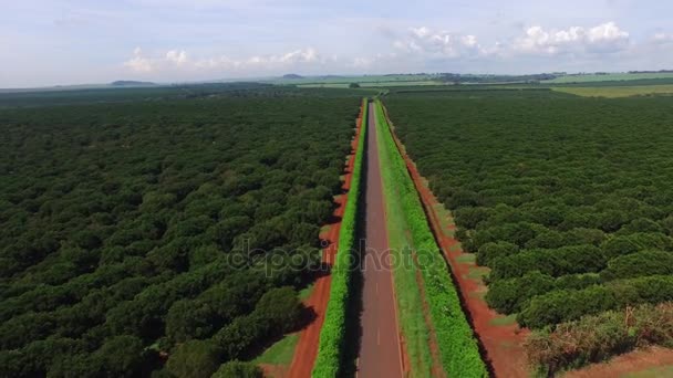 Πορτοκαλί φυτεία στην ηλιόλουστη μέρα - Αεροφωτογραφία στη Βραζιλία — Αρχείο Βίντεο