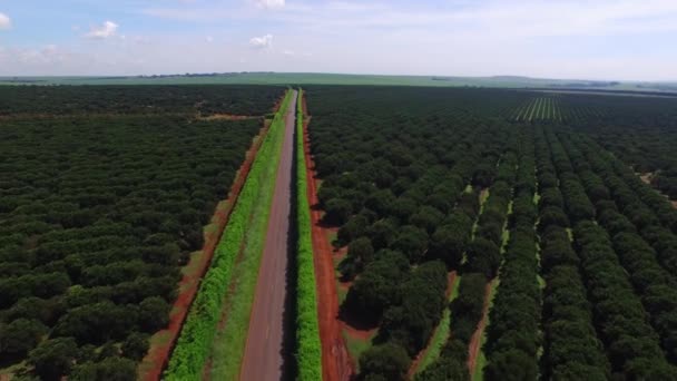 Plantație portocalie în ziua însorită - vedere aeriană în Brazilia — Videoclip de stoc