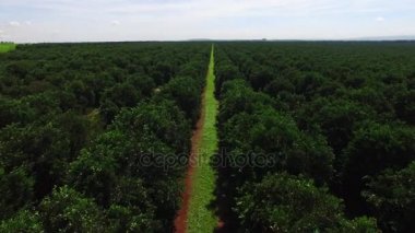 Güneşli günde - Brezilya Hava görünümünü turuncu saç ekimi