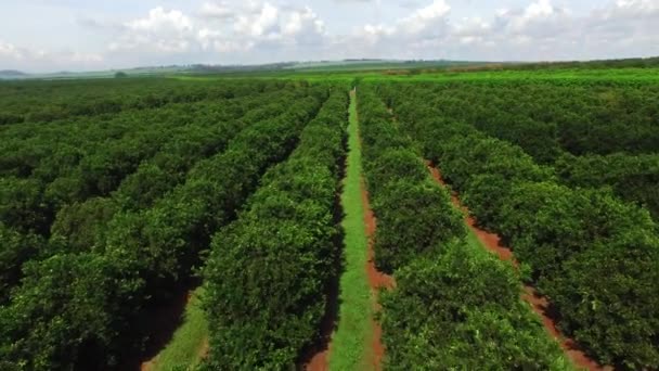 Orangenplantage an sonnigen Tagen - Luftaufnahme in Brasilien — Stockvideo