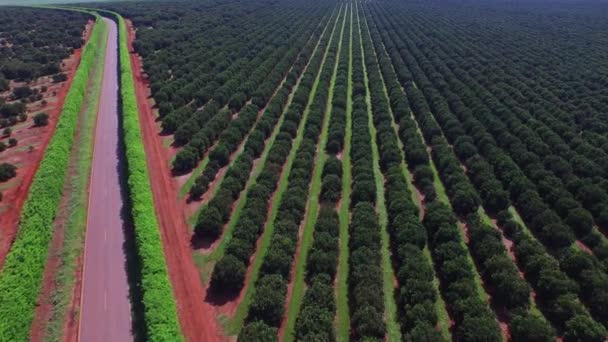 Oranje plantage in zonnige dag - luchtfoto in Brazilië — Stockvideo