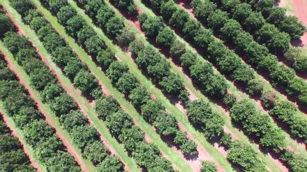 Orange plantage i solig dag - Flygfoto i Brasilien — Stockvideo