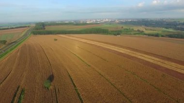 Güneşli günde mısır tarlası Brezilya havadan görünümü