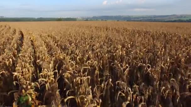 Güneşli günde mısır tarlası Brezilya havadan görünümü — Stok video