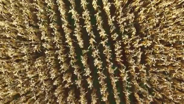 Вид с воздуха на кукурузное поле в солнечный день в Бразилии — стоковое видео