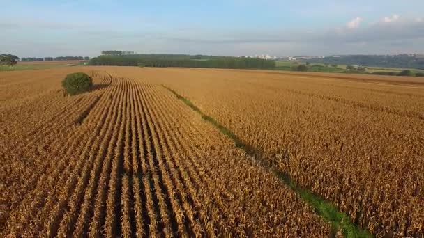 Вид с воздуха на кукурузное поле в солнечный день в Бразилии — стоковое видео