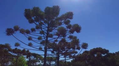 Hava Campos şehir görünümünü Jordao yapmak. Önemli turizm sitesi. Ekim, 2016.