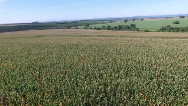 Cornfield vue aérienne par temps ensoleillé au Brésil .