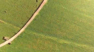 Güneşli günde mısır tarlası Brezilya havadan görünümü