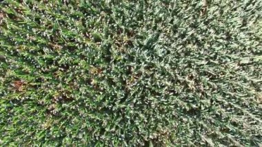 Güneşli günde mısır tarlası Brezilya havadan görünümü.