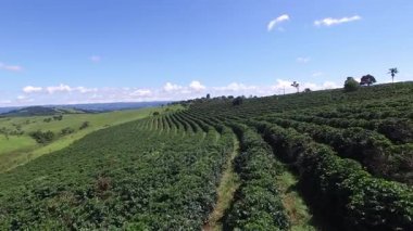 Brezilya'da kahve plantasyon içinde güneşli bir gün. Kahve bitki.