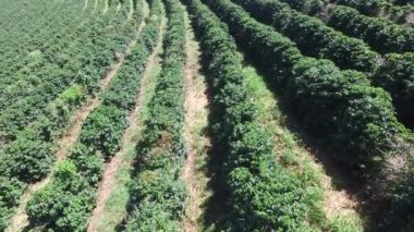 Brezilya'da kahve plantasyon içinde güneşli bir gün. Kahve bitki.