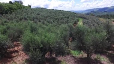 Olive grove ve Brezilya'da sürülmüş toprak havadan görünümü.