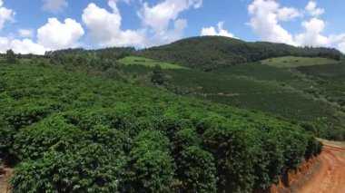 Brezilya'da kahve plantasyon içinde güneşli bir gün. Kahve bitki.