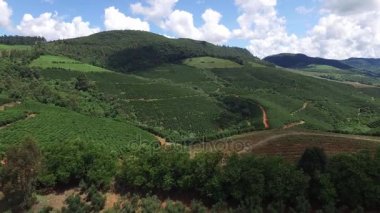 Brezilya'da kahve plantasyon içinde güneşli bir gün. Kahve bitki.