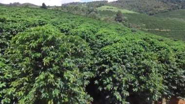 Brezilya'da kahve plantasyon içinde güneşli bir gün. Kahve bitki.