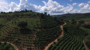 Brezilya'da kahve plantasyon içinde güneşli bir gün. Kahve bitki.