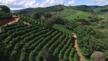Brezilya'da kahve plantasyon içinde güneşli bir gün. Kahve bitki.
