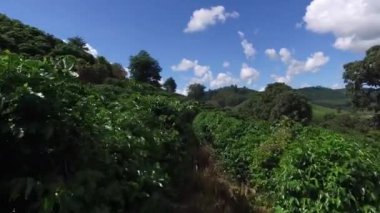 Brezilya'da kahve plantasyon içinde güneşli bir gün. Kahve bitki.
