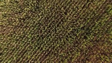 Hava uçuş Mısır alanın üzerinde. Brezilya.