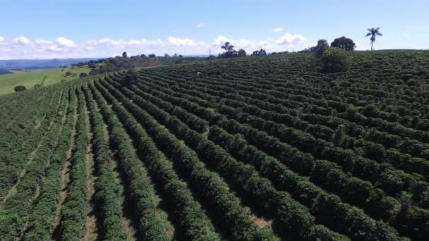 Plantación de café en día soleado en Brasil. Planta de café . — Vídeos de Stock