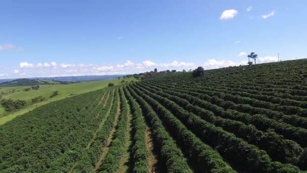 Kávové plantáže v slunečný den v Brazílii. Kávovník. — Stock video