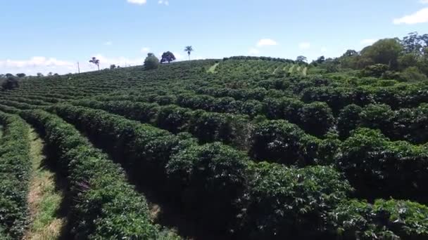 Plantación de café en día soleado en Brasil. Planta de café . — Vídeos de Stock