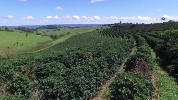 Plantação de café em dia ensolarado no Brasil. Instalação de café . — Vídeo de Stock