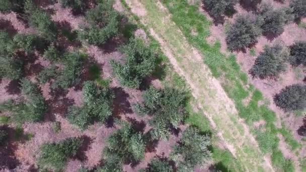 Olive grove ve Brezilya'da sürülmüş toprak havadan görünümü. — Stok video