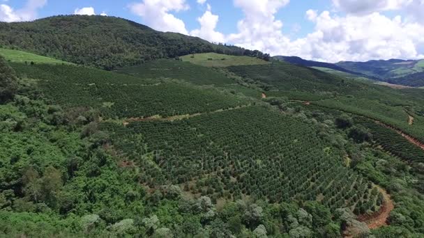 Plantação de café em dia ensolarado no Brasil. Instalação de café . — Vídeo de Stock