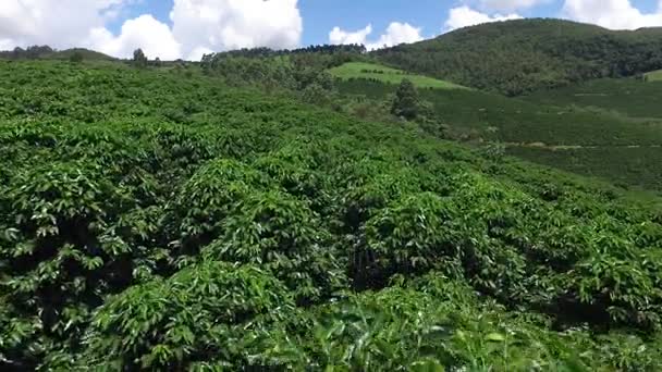 Plantacji kawy w słoneczny dzień w Brazylii. Kawa roślin. — Wideo stockowe