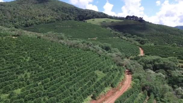 Plantation de café par temps ensoleillé au Brésil. Plante de café . — Video