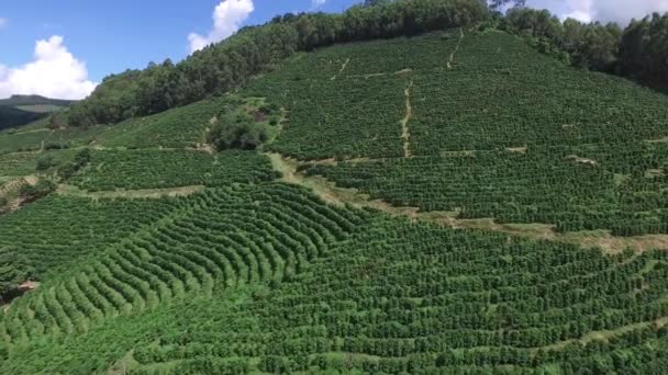 Plantación de café en día soleado en Brasil. Planta de café . — Vídeos de Stock