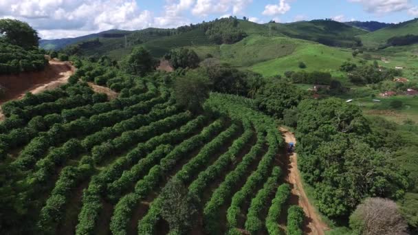 Kaffe plantage i solig dag i Brasilien. Kaffe växt. — Stockvideo