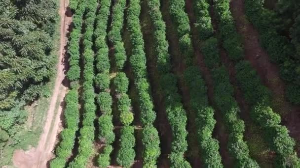Plantation de café par temps ensoleillé au Brésil. Plante de café . — Video