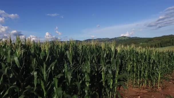 Voo aéreo sobre o campo de milho. Brasil . — Vídeo de Stock