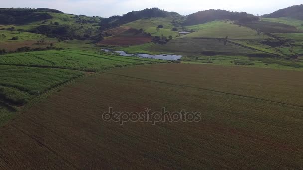 Voo aéreo sobre o campo de milho. Brasil . — Vídeo de Stock