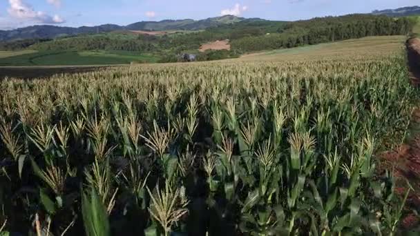 Voo aéreo sobre o campo de milho. Brasil . — Vídeo de Stock