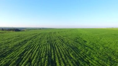 Sao paulo devlet - Brezilya Hava soya ekimi