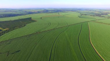 Sao paulo devlet - Brezilya Hava soya ekimi