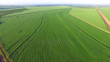 Sao paulo devlet - Brezilya Hava soya ekimi